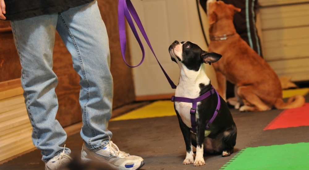 Teach your Dog to Sit | Basic Obedience Training