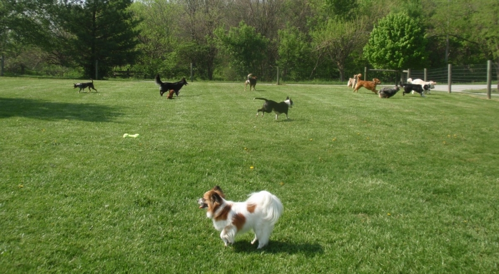 Dogs in our Big Yard at Doggie Daycare | County Line K9