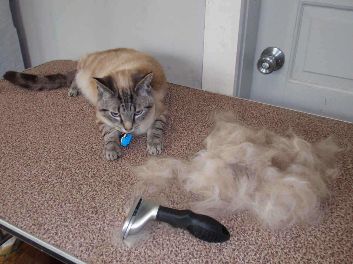 Pet groomers near hot sale me for cats