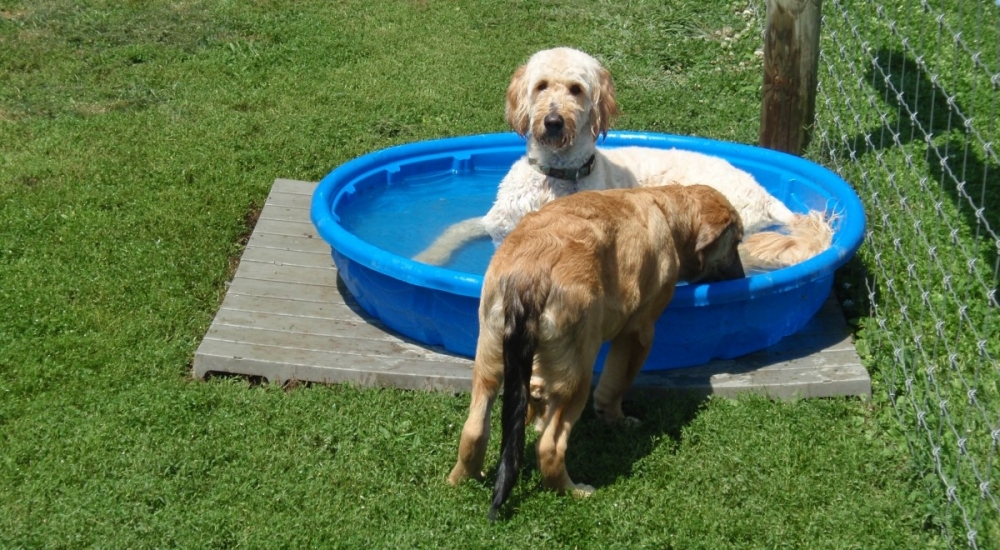 Dogs in a Kiddie Pool at Doggie Daycare | County Line K9