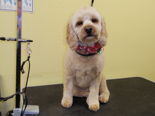 After | Dog Grooming by County Line K9