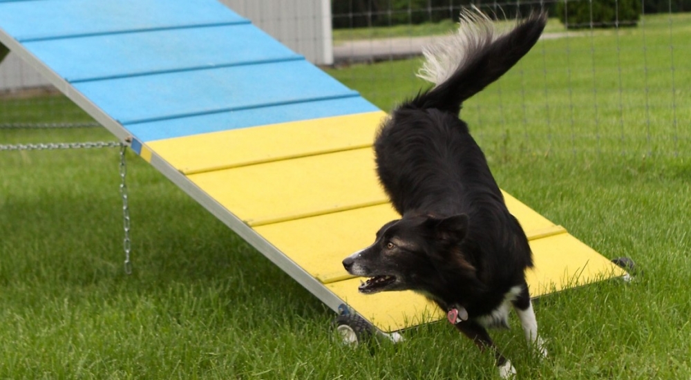 Canine Good Citizen Test Preparation & Training | County Line K9
